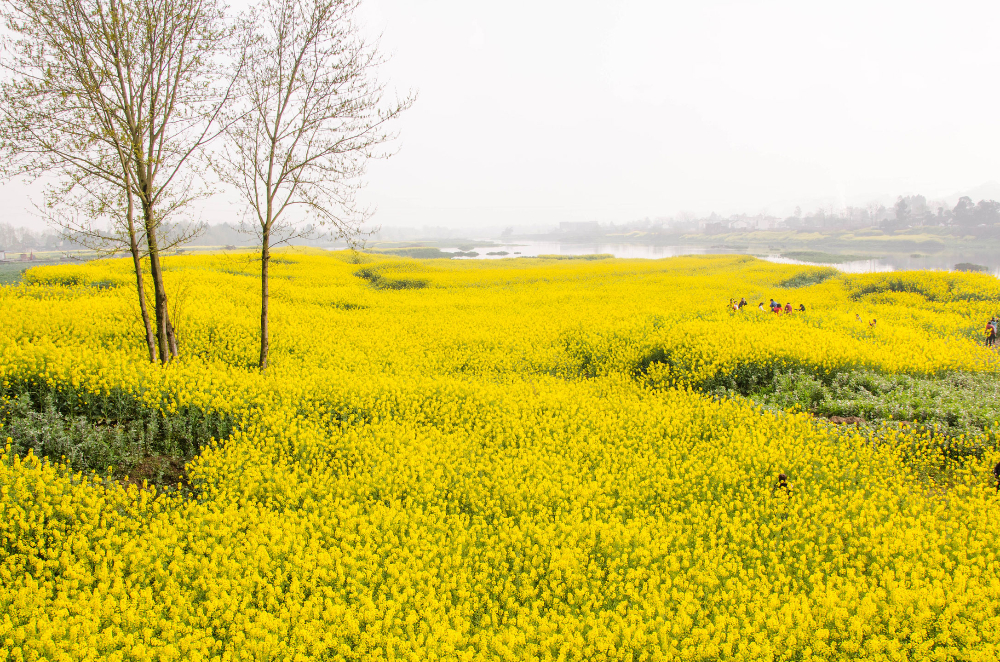 微信圖片_20190310185119.jpg 微信圖片_20190310185119.jpg