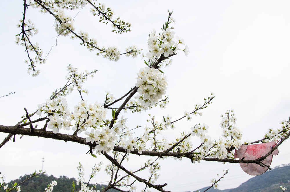 微信圖片_20190310185029.jpg 微信圖片_20190310185029.jpg